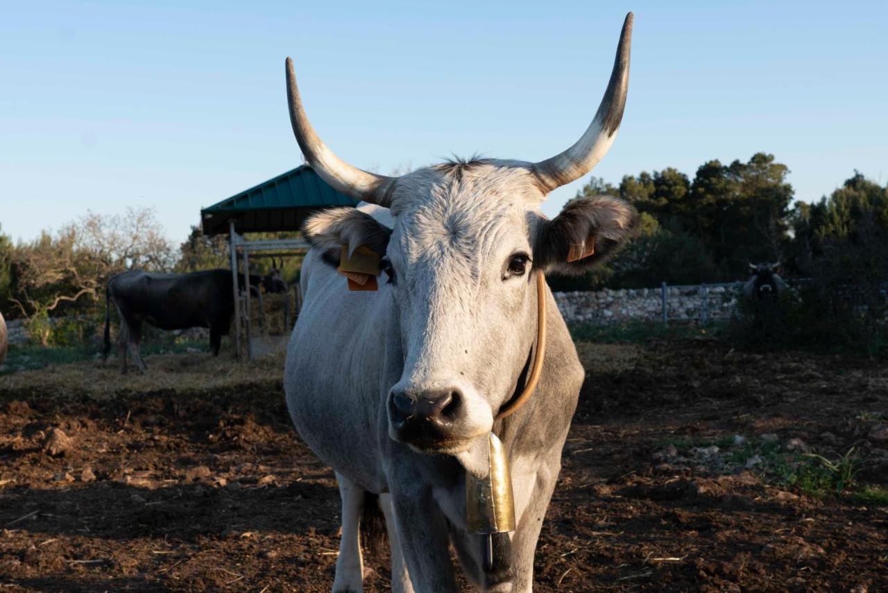 Donnapaola Modern Farm Βίλα Altamura Εξωτερικό φωτογραφία