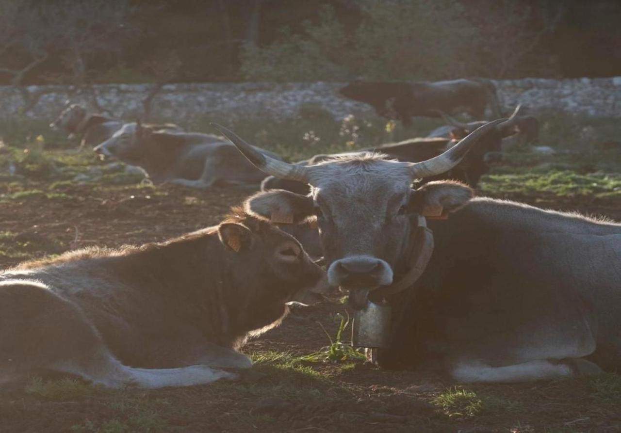 Donnapaola Modern Farm Βίλα Altamura Εξωτερικό φωτογραφία